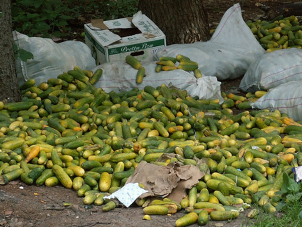 Продуктовые крематории министра Ткачева