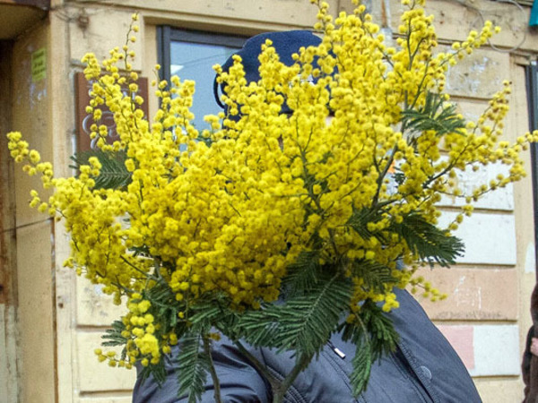 Мимоза по курсу розы