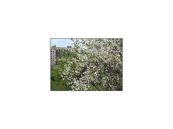 Жить или не жить: Красносельский район