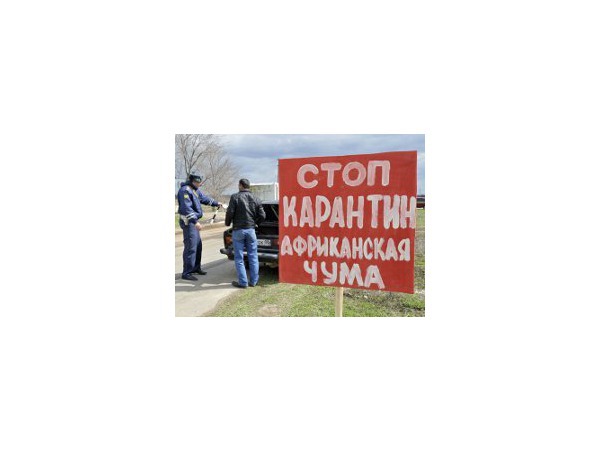 Власти защитят свиней от чумы