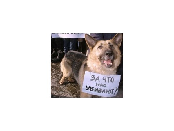 Отрава для друзей человека