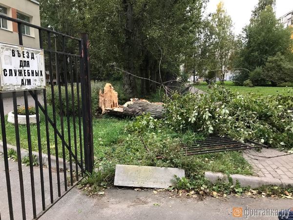 Дерево, снесшее ограду детсада в Невском районе, не могут убрать уже две недели