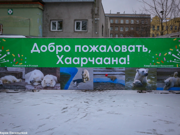 Белый медвежонок Снежинка переехала в Ленинградский зоопарк