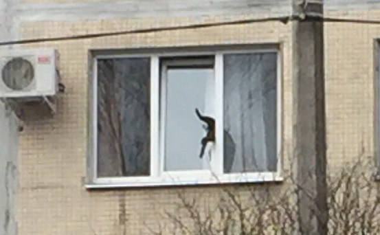 К застрявшему в окне коту в Калининском районе приехали пожарные