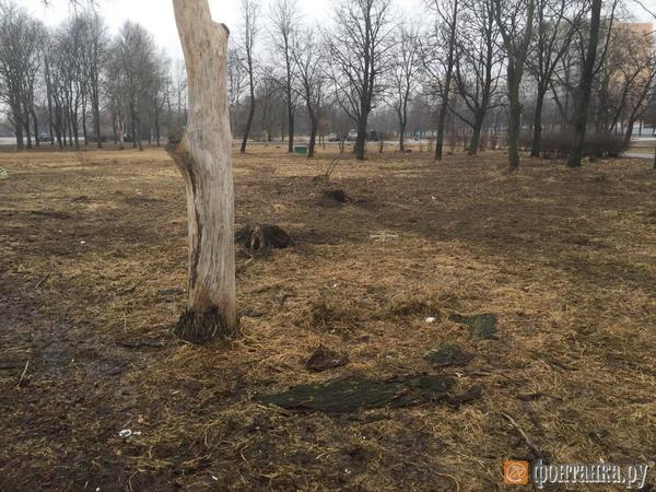 Парки Петербурга вязнут в графиозе