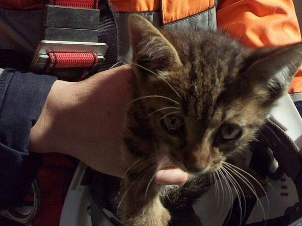 В Петербурге вызволили котёнка, застрявшего в опоре ЗСД