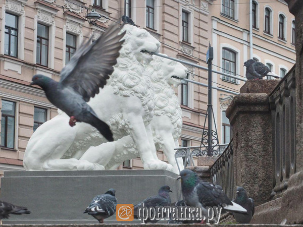 Львиный мостик на канале Грибоедова открыли после реставрации. Фоторепортаж «Фонтанки»